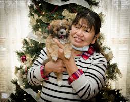We list all the contact information we have, as well as link to their website, so you can see what puppies they currently have available. Kathy S Cherished Teddy Bear Zuchons Home Facebook