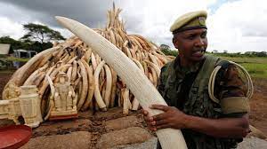 Goofy when having fun always the life of the party. Kenya S Ivory Inferno Does Burning Elephant Tusks Destroy Them Bbc News