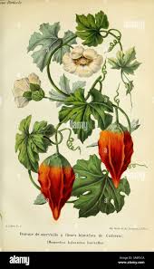 Image result for Momordica balsamina