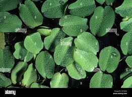 Image result for Salviniaceae