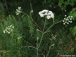 Image result for Galiniera saxifraga