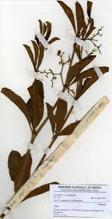 Image result for Cyphostemma crotalarioides