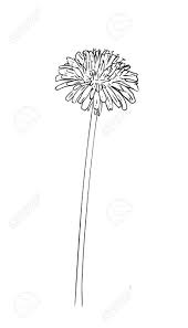 Dandelion black and white clipart. Vector Illustration Isolated Dandelion Flower With Leafs In Royalty Free Cliparts Vectors And Stock Illustration Image 124669198
