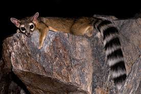 Ringtails are distributed statewide, but uncommon in lower rio grande and coastal plains of southern texas. Ring Tailed Cat Wikipedia