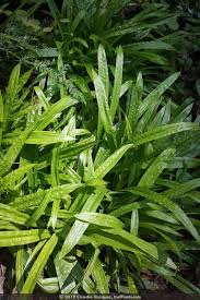 Image result for Carex cognata