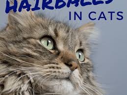 Lucky had a hairball blockage. Hairballs In Cats Prevention And Treatment Pethelpful By Fellow Animal Lovers And Experts