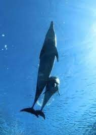 スマイル犬 ティーちゃん とびっきりの笑顔 笑顔 スマイル犬 smile ニコニコ かわいい 大好き 癒し犬 いやしわんこ 犬画像 くりくりおめめ 白チワワ ちわわ チワワ ロングコートチワワ ロン cute chihuahua chihuahua puppies chihuahua