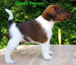 Image result for foxteriér hladkosrstý