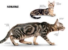 Salah satu jenis kucing liar memang terkenal sebagai sebutan kucing. Kucing Bengal Catiesocute
