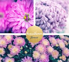 White flower meanings are typically a symbol of peace and forgiveness. Chrysanthemum Meaning And Symbolism Ftd Com