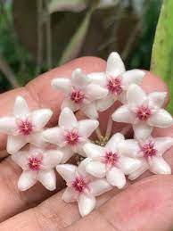 Hoya Anulata Iml 1120 Hoya Pflanzen Pflanzen