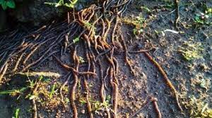 Tidak sedikit banyak orang yang merasa jijik dengan hewan yang satu ini. 5 Arti Mimpi Cacing Jika Memakan Cacing Dianggap Bakal Dapat Keberuntungan Tribun Jogja