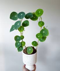 james • hello aroids 🌱 | I don't usually show this one but this is a stephania  erecta aka the potato. I've had this stephania erecta since july of last  year and