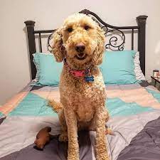 F1bb Mini Goldendoodle Puppies Only 1 Male Left Mini Goldendoodle Puppies Goldendoodle Goldendoodle Puppy