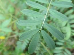 Image result for Tephrosia