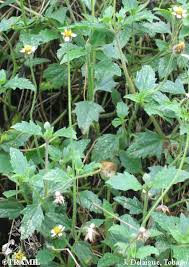 Image result for Tridax