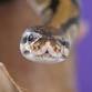 Ambler Arboretum: Science of Scary 2025 event image