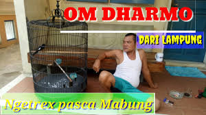 Setelah melewati musim hujan maka murai batu biasanya memasuki masa mabung selama satu bulan untuk memulai musim kawin. Melatih Mental Murai Batu Lepas Trotol Pasca Mabung Youtube