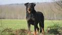 Beauceron Dog Breed - Facts and Personality Traits | Hill ...