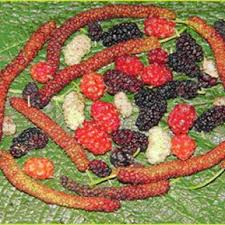 Would you like to write for us? 4 Variation In The Color Size And Shape Of Fruits In Mulberry Download Scientific Diagram