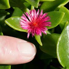 Image result for Aizoaceae