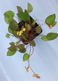 Image result for Begonia vankerckhovenii