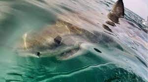 Notizie, foto e video su oceano indiano, tutti gli aggiornamenti il messaggero. Turista Scozzese Divorato Da Uno Squalo Nell Oceano Indiano Ritrovato Il Dito Della Vittima Aveva Ancora La Fede Tgcom24