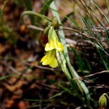 Image result for Hermannia eenii