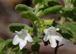 Image result for Clinopodium myrianthum