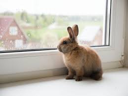 Substances such as eye shadow and soap are tested on rabbits. Animal Testing Animal Cruelty Nb Media Co Op