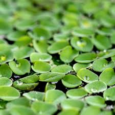 Image result for Lemna minor