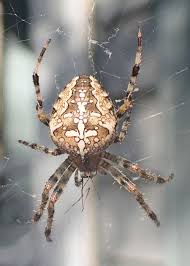 They are the house spider, giant house spider, brown recluse spider, sac spider, cellar spider, black widow, and the ghost spider to name a few. Cross Orbweaver Spider Field Station