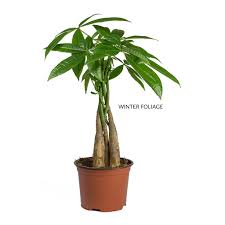 With a little guidance, you're perfectly capable of growing your very own bonsai trees without a mystical green thumb. Pachira Aquatica Money Tree Indoor Trees Hortology