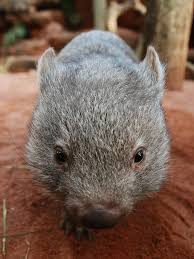 The Wombat That Thinks He S A Human Baby Wombat Human Babies Baby Wombat