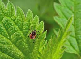Zecken Im Garten So Werden Sie Die Blutsauger Los