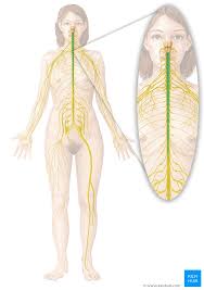 The nervous system derives its name from nerves, which are cylindrical bundles of fibers (the axons of neurons), that emanate from the brain and spinal cord. Neural Pathways And Spinal Cord Tracts Anatomy Kenhub