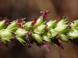 Image result for Setaria parviflora