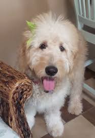 Details of Burrell's unexpected death