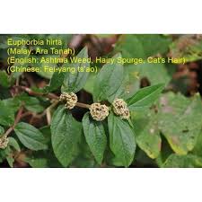 Sesiapa yang ada gout, mencari penawar paling mujarab, boleh. Pokok Ara Tanah Susu Nabi 50g Pokok Segar Untuk Sembuhkan Gout Shopee Malaysia