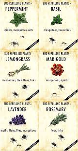 Plants That Keep Bugs Away Mosquito Repelling Plants Plants That Repel Bugs Fragrant Plant