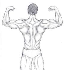 Blast and bomb your back into growth with these 5 exercises: Back Muscle Sketch