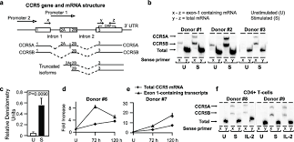 In humans, the ccr5 gene that encodes the ccr5 protein is located on the short (p). Relationship Between Ccr5 Surface Expression And Ccr5 Exon 1 Containing Download Scientific Diagram