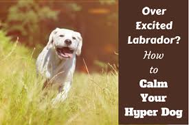 Anxiety can be something that a dog is born with or something that comes on due to an event in their life. How To Calm Down A Dog Even A Large Over Excited Playful Labrador