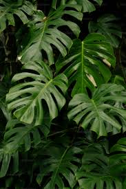 Leaves