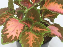 Image result for Coleus foliatus