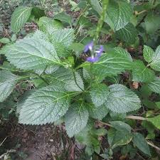 Image result for Stachytarpheta urticifolia