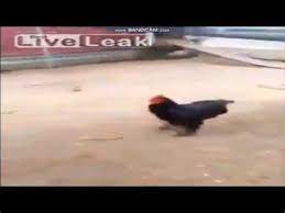 Shotgun Chicken Memes