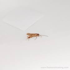 clothes moths: how to save your yarn