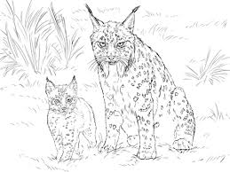 Iberian Lynx Mother With Baby Coloring Page Farglaggningssidor Malarbok Djur