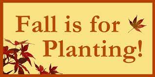 Plant them in the late summer to early fall and harvest like lettuce leaves to use in your salads. 6 Reasons Why Fall Is For Planting